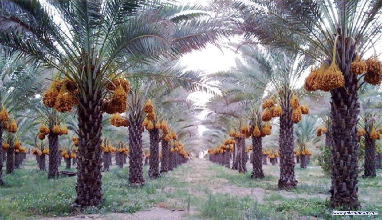 الزراعة تحصي عدد النخيل في العراق.. كم بلغت اعدادهن؟